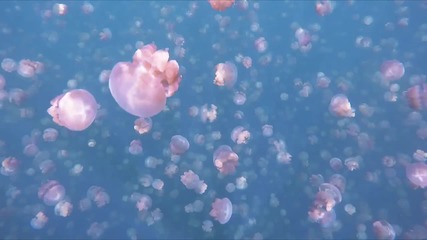 Езерото на медузите в Палау