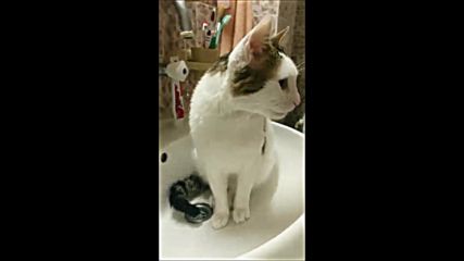 Котките обичат водата
