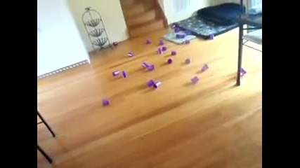 Мъж подмамва котка с лазерче - Смях :) 