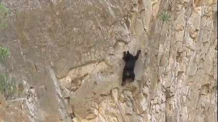 Невероятно! Мечка с меченцето си се катерят по стръмна скала като алпинисти!