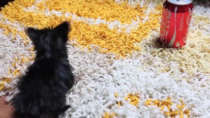Най-малкото и най-сладкото кученце на света