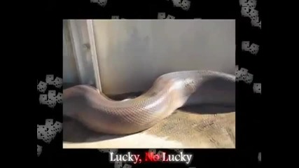 Snake_in_da_face-азис 2013