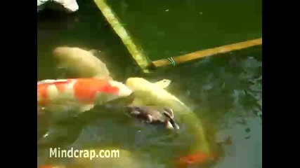 Патица храни риби
