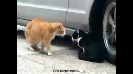 Две котки се карат, смях 