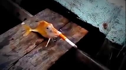 Риба пуши цигара