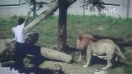 Wtf - Lion Attacks Preacher 