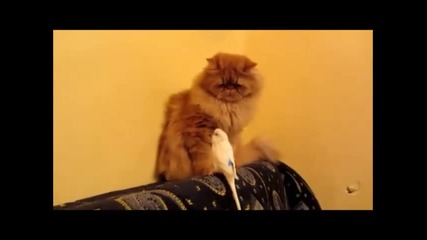 Папагал чете конско на котка - Смях