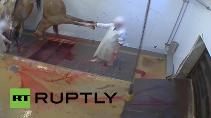 France: Ales abattoir shut down for using cruel slaughter methods *GRAPHIC*