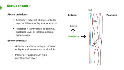 02. Anterolateral abdominal wall