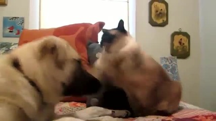 Куче ядосва котка (смях)