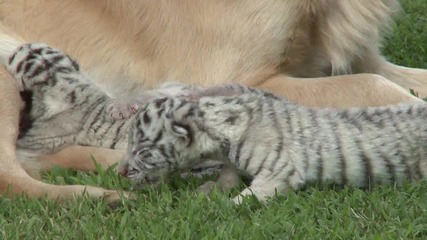 Golden Retriever takes on white tiger cubs 