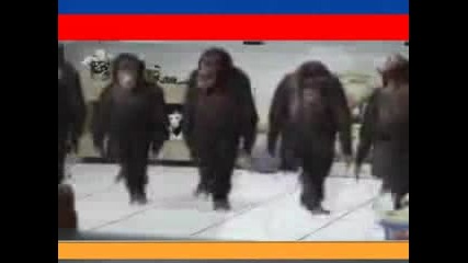 Маймуни танцуват хоро...много яко