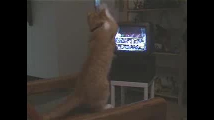 Chat - Boxeur.