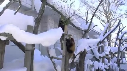 Малки червени панди си играят в снега