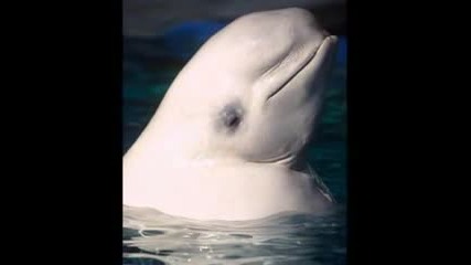 Tender Pictures Of Albino Animals - Foto Di Animali Albini