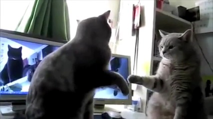 Сладки котета си играят 