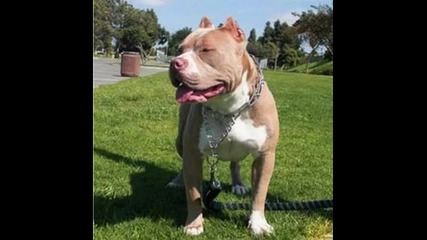 ` Bully Pitbull . . . [ h ] *