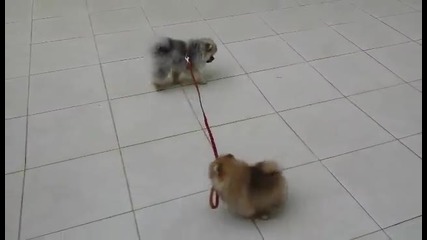 Куче разхожда куче - смях