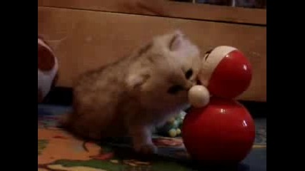 пухкаво коте си играе