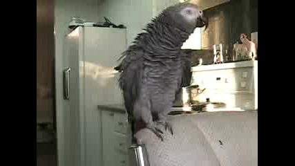 Beatboxing Parrot