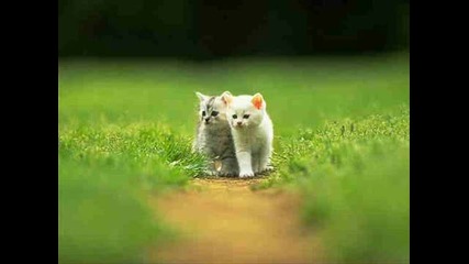 Amezing Small Tigers