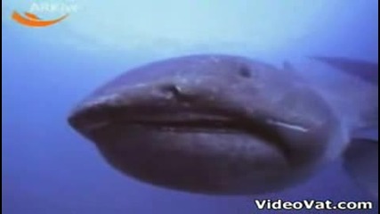 Рядка Акула С Голяма Уста