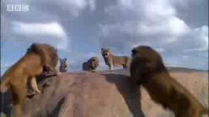Интересен филм с Лъвове 
