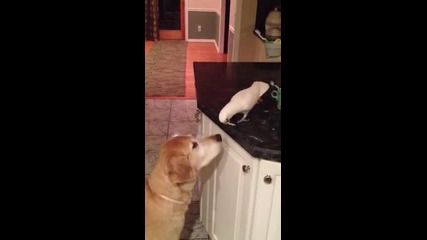 Папагал храни куче :)