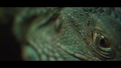 Glass Animals - Black Mambo (official 2o15)