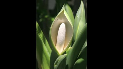 Jonathan Drori The beautiful tricks of flowers