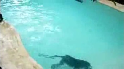 Funny - Monkey Pool Party - Video