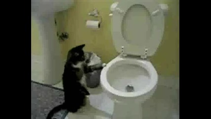 Котки Които Пускат Водата В Тоалетната