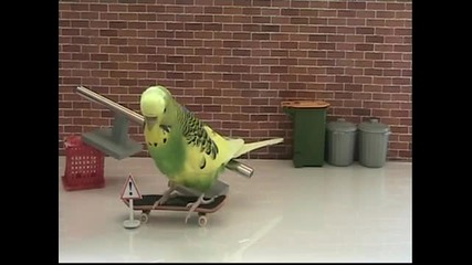 Как се тренират папагалчета да карат скейтборд