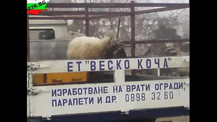 Бг .. Сеир