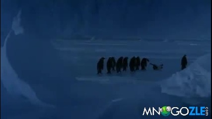 Пингвин пада