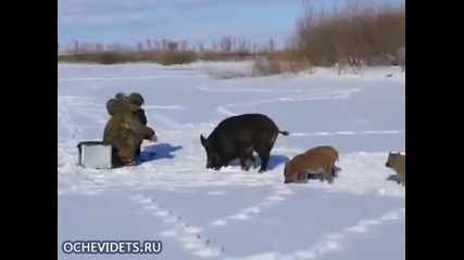 Неочаквана среща с диви прасета по време на риболов