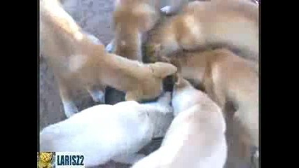 Абе тез кучета ще те уморят от смях