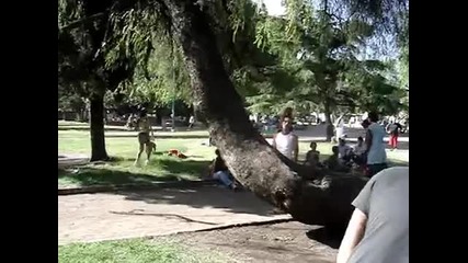 Pit Bull Fight