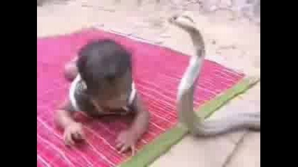 Едно Бебе Прави Опи Да Убие Една Змия