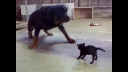 Коте бебе,срещу ротвайлер