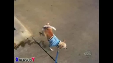 Chester The Incredible Peeing Dog