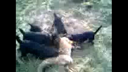 Lov.3gp