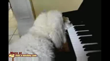 Куче свири на пияно хаха