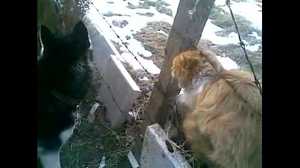 войната на Балто и Гарфилд