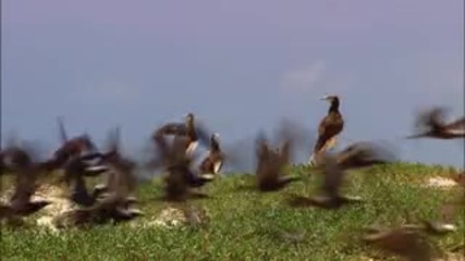 Wildlife