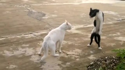 Котка с поза клато на Кобра