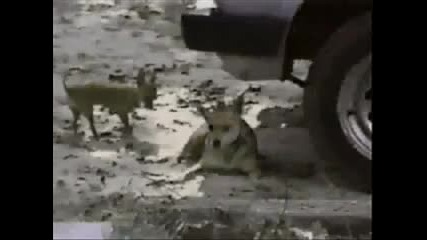 Много смях 