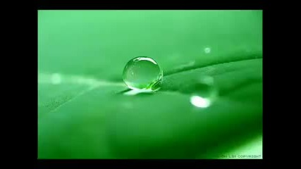 Rain Forest Sounds