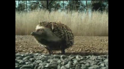 Hedgehog - Ford