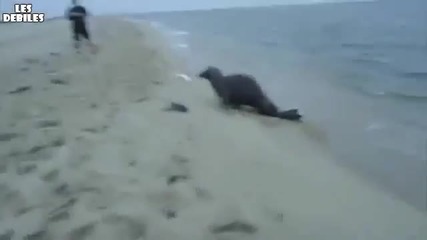 Тюлен краде риба от рибар!